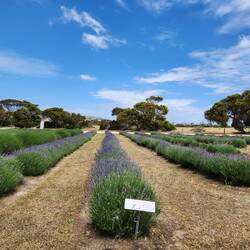 Emu Bay Lavender Farm