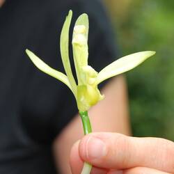 Blüte