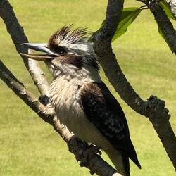 Kokaburra-der lachende Hans