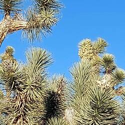 Und hier leicht versteckt die zweite Blüte.