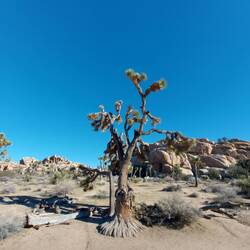 Ein ziemlich alter Geselle.