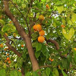 Arabske grenke mandarine. Kot gnojilo za ta sladke...