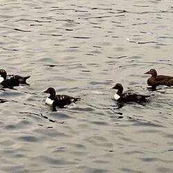 Eider Ducks