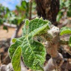 Alles will einen stechen😄