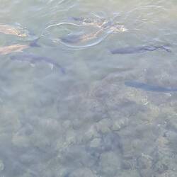 Am Hafen dann aufgeregte Fische