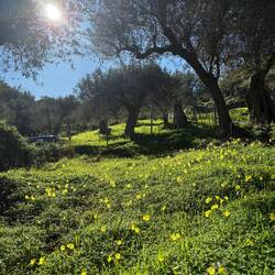 Irgendwie schon Frühling hier