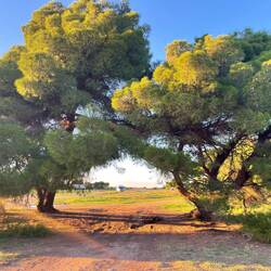 ..seht ihr die kleine Villa, hinter den schönen großen Bäumen?🌳🌳