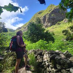 Ich bestaune die Guaven.