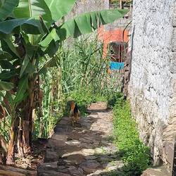 Da hat es das Huhn schon besser.