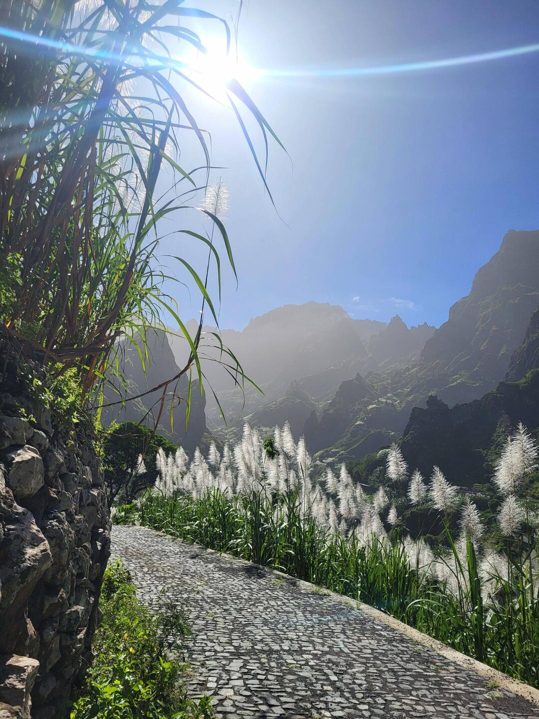 Zuckerrohr ist besonders fotogen.