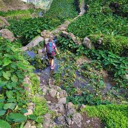 Die Yamswurzeln stehen im Wasser.