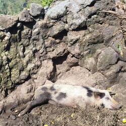 Freiland- und doch Käfighaltung.