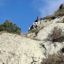 Vidéo-diaporama bouquetins ibériques