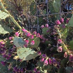 Stachelige Feigenkakteen