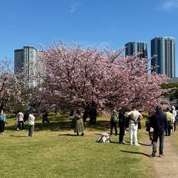 Hanami (Kirschblüten schauen)