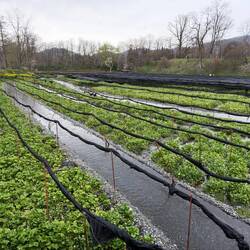 Wasabi braucht kühles, klares Wasser. Und Schatten Nach 1 Jahr kann man die grünen Wurzeln ernten.