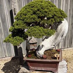 Chinesischer Wacholder, 350 Jahre alt im Hoshun-in Bonsai Garten