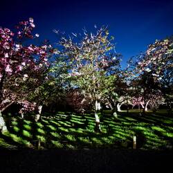 Sakura Nights mit Lichtinstallationen in der Burg Nija