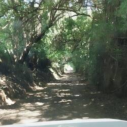 Eng und viele niedrige Äste