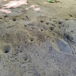 Löcher im Sand und keine Krebse weit und breit? Hier drinnen befinden sich Libellenlarven.