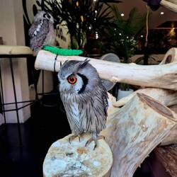 Some random Owls sitting in a Hotel