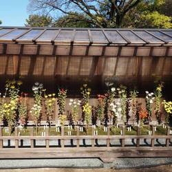 Les chrysanthèmes représentant le cosmos !