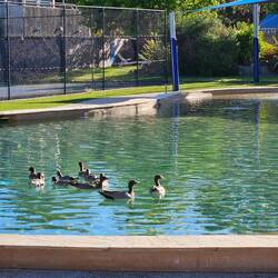 D Änte bade im Pool