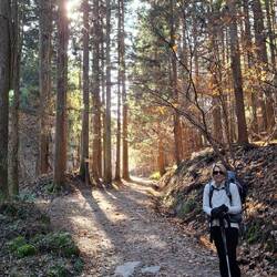 Sun breaking through the forest