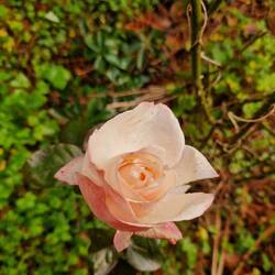 'Nostalgia' rose still flowering.