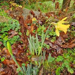 And an ' Early light' daffodil.