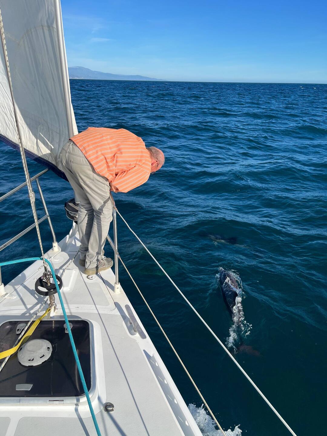 For about 30min a group of 8 dolphins jumped and frolicked near our boat