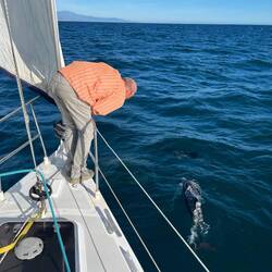 For about 30min a group of 8 dolphins jumped and frolicked near our boat