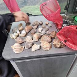 Welche Muscheln sollen behalten werden und welche müssen wieder gehen?