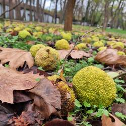 Wie Gehirne (Bezeichnung von Anina)