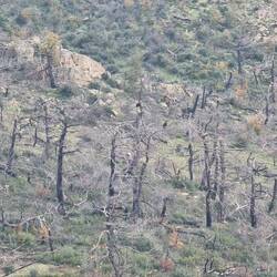 Die ersten Geier die wir ausmachen konnten.