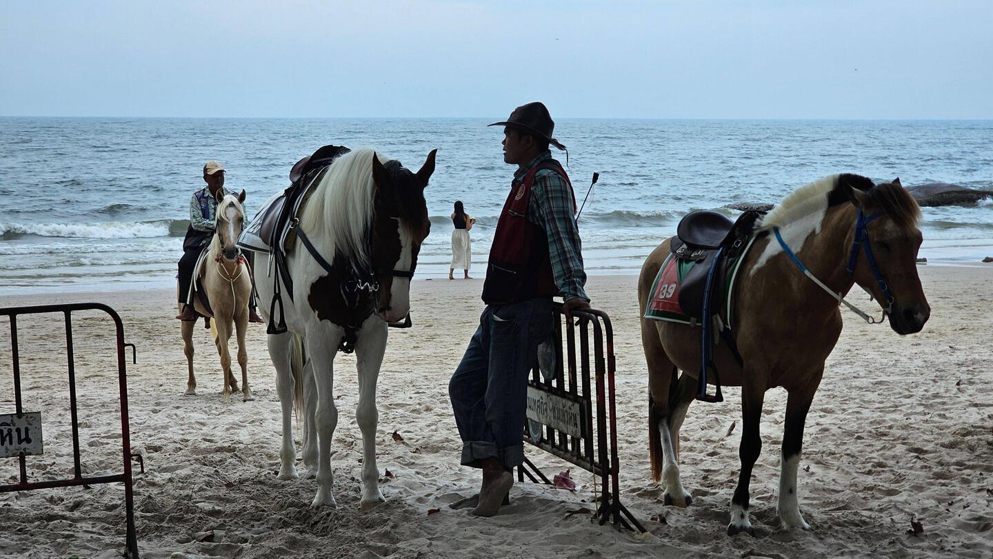 Sie warten überall am Strand.