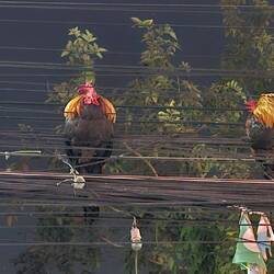 Na wer schläft denn da an den Stromleitungen in 5 m Höhe?