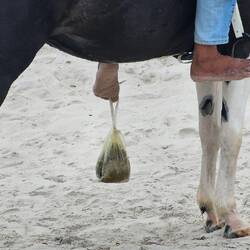 Kakabeutel mit spezieller Zustellung.