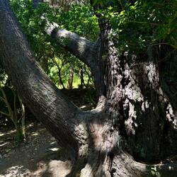 Frodo's reading tree