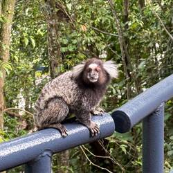 Zuckersüße Pinselohräffchen haben auf dem Zuckerhut ihr zuckersüßes Zuhause.
