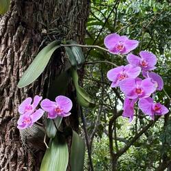 Oben auf dem Zuckerhut zuckersüße Orchideen.