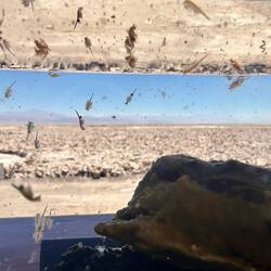 Nahrung für die Flamingos: winzige Krabben/Schalentiere