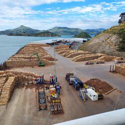 Docked near the sawmill. Look at all that pine.