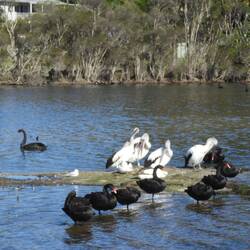 Lots of swans and pelicans on our ride around the lake