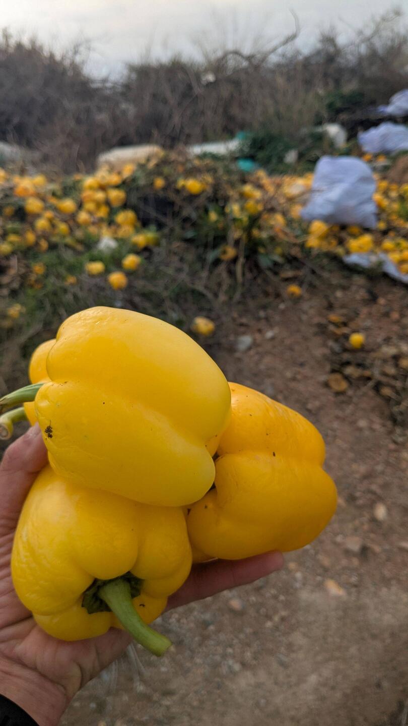 "Dumpster diving" am Straßenrand. Aus den Paprika machen wir Abends Letscho