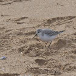 "Sanderling" am Strand