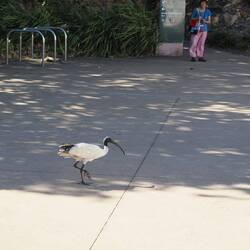 Weißer Australischer Ibis / White Australian Ibis