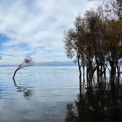 ... stehen im Wasser.