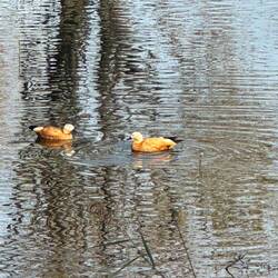 Mandarinenten im "Mandarin-Land" 😆