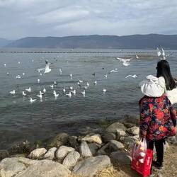 Freche Möwen gibt's überall.